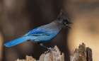 Stellers jay Art Print